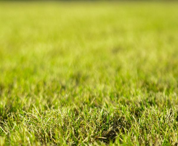 Brown Patches, Weeds, and Bare Spots: How We Diagnose and Fix Common Suburban Lawn Problems